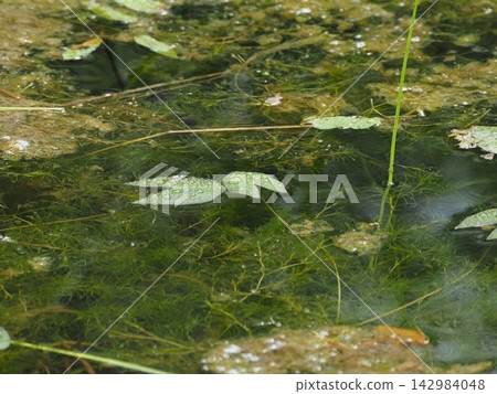 Water lilies in a spring-fed pond Water lilies in a spring-fed pond 142984048