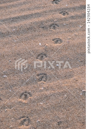 Seagull footprints forming a trail across the soft sand on a beach 142984284