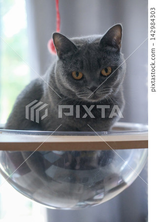 British Blue, British Shorthair cat in clear bowl on cat tree British Blue, British Shorthair cat in clear bowl on cat tree 142984303