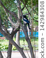 Oriental magpie on the tree in a public park, surrounded by greenery 142984308