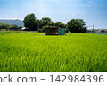 Summer green countryside landscape 142984396