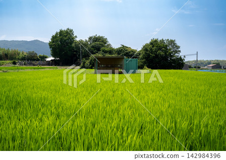 夏季綠色鄉村景觀 夏季綠色鄉村景觀 142984396