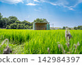 A small hut standing in the middle of a rice field 142984397