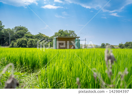 稻田中央矗立著一間小屋。 142984397