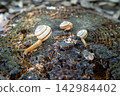 A snail strolling on a tree stump 142984402