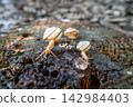 A snail coming towards me 142984403
