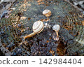 A scene with three snails 142984404