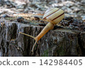 A tiny snail in the forest stretches its neck wide. 142984405