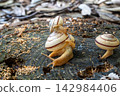 A snail family with a baby on its back 142984406