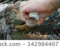 A child catches a snail that has landed on a tree root. 142984407