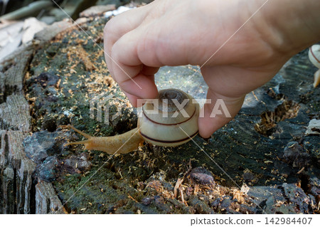 一個孩子捉住了一隻落在樹根上的蝸牛。 一個孩子捉住了一隻落在樹根上的蝸牛。 142984407