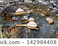 Four snails moving across a tree stump 142984408
