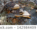 Landscape with snails 142984409