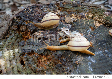 Landscape with snails Landscape with snails 142984409