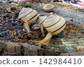 A snail family huddled together affectionately. 142984410