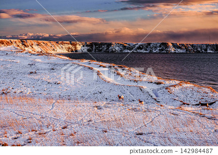 夕陽西下,蝦夷鹿奔跑在懸崖和雪原上。北海道根室市三里濱大智志海岸。 夕陽西下,蝦夷鹿奔跑在懸崖和雪原上。北海道根室市三里濱大智志海岸。 142984487