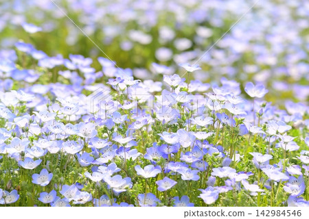開花在春天花床上的 Nemophila 藍色花 開花在春天花床上的 Nemophila 藍色花 142984546