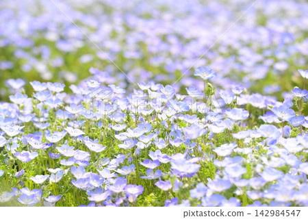 開花在春天花床上的 Nemophila 藍色花 開花在春天花床上的 Nemophila 藍色花 142984547