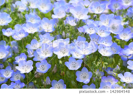開花在春天花床上的 Nemophila 藍色花 開花在春天花床上的 Nemophila 藍色花 142984548