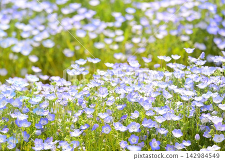 開花在春天花床上的 Nemophila 藍色花 開花在春天花床上的 Nemophila 藍色花 142984549
