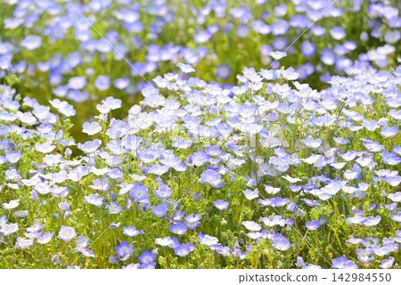 Nemophila blue flowers blooming in spring flower bed Nemophila blue flowers blooming in spring flower bed 142984550
