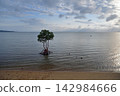 One mangrove 142984666