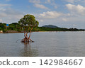 One mangrove 142984667