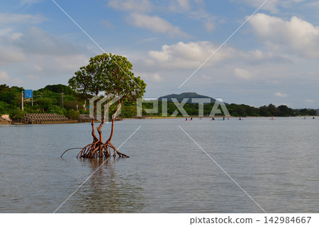 One mangrove One mangrove 142984667