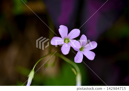 Oxalis Trian Grus Oxalis Trian Grus 142984715