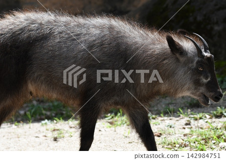 Japanese serow Japanese serow 142984751