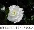 Close-up of a white double-flowered camellia flower 142984902