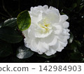 Close-up of a white double-flowered camellia flower 142984903