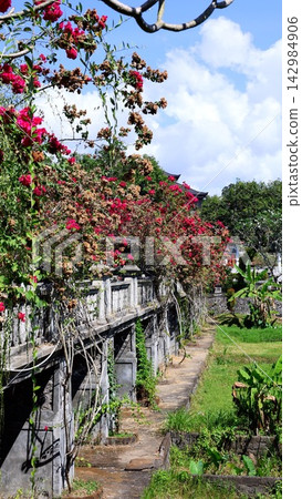 Bougainvillea vines drape over garden walkway beside stone railing. Bright tropical foliage frames path under blue sky, creating peaceful botanical setting with vivid pink blossoms and lush greenery. 142984906