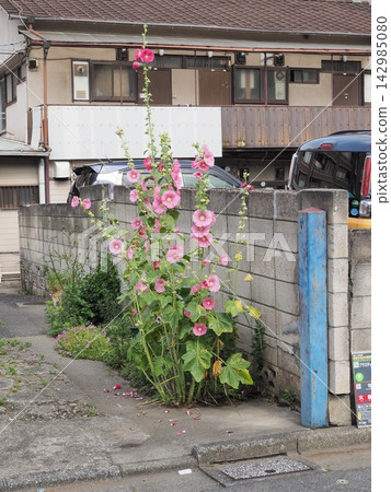 Pink hollyhock flowers blooming beside a concrete block wall Pink hollyhock flowers blooming beside a concrete block wall 142985080