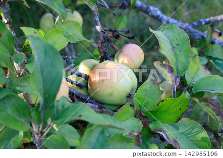 Pink apples on a tree branch. New harvest and agriculture. Pink apples on a tree branch. New harvest and agriculture. 142985106