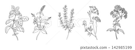 Culinary Herbs set. Basil, Mint, Rosemary, Dill, Oregano. Hand drawn Vector illustration of spicy ingredients isolated on a background. For label, product packaging, cards, posters or menu design. Culinary Herbs set. Basil, Mint, Rosemary, Dill, Oregano. Hand drawn Vector illustration of spicy ingredients isolated on a background. For label, product packaging, cards, posters or menu design. 142985199