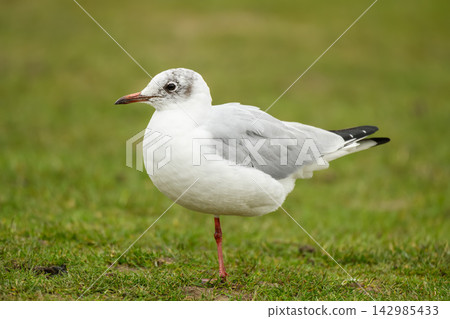 Black Headed Gull Standing on Grass in Richmond Park Black Headed Gull Standing on Grass in Richmond Park 142985433