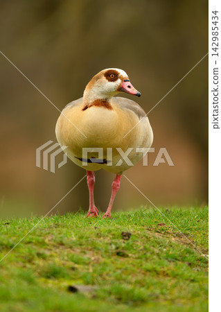 Egyptian Goose Portrait on Grass in Richmond Park Egyptian Goose Portrait on Grass in Richmond Park 142985434