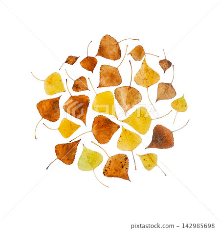 Yellow orange and brown autumn leaves arranged in a circular flat lay pattern isolated on transparent background for seasonal design Yellow orange and brown autumn leaves arranged in a circular flat lay pattern isolated on transparent background for seasonal design 142985698