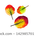 Three bright autumn leaves arranged as decorative tree symbols isolated on transparent background for seasonal nature design 142985701