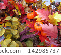 Colorful artificial autumn berries and leaves 142985737