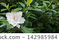 子花 142985984