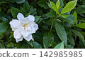 子花 142985985