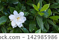 子花 142985986