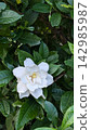 子花 142985987