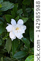 子花 142985988