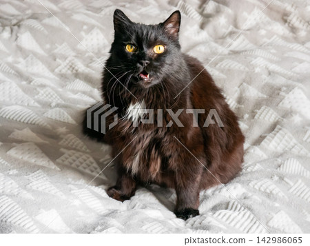 Black cat sitting on bed and looking at camera Black cat sitting on bed and looking at camera 142986065