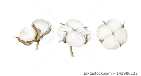 White cotton bolls watercolor isolated illustration set. Soft hand drawn texture, delicate botanical clipart for Christmas holidays, winter decor, New Year design and greeting cards. Detailed drawing. White cotton bolls watercolor isolated illustration set. Soft hand drawn texture, delicate botanical clipart for Christmas holidays, winter decor, New Year design and greeting cards. Detailed drawing. 142986122