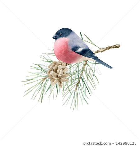 Winter composition with cute bullfinch sitting on pine branch with cone watercolor isolated illustration. Hand drawn festive clipart for Christmas holidays, New Year design and greeting cards. Winter composition with cute bullfinch sitting on pine branch with cone watercolor isolated illustration. Hand drawn festive clipart for Christmas holidays, New Year design and greeting cards. 142986123