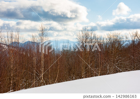 snowy meadow in birch forest. location of Uzhanian national park Ukraine, frozen in winter. beautiful nature landscape in Carpathian mountains. alpine wilderness background snowy meadow in birch forest. location of Uzhanian national park Ukraine, frozen in winter. beautiful nature landscape in Carpathian mountains. alpine wilderness background 142986163